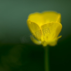 抽象黄色森林毛茛花