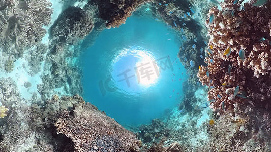 海底景观摄影照片_珊瑚礁的海底世界。