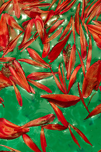 漂浮在绿色液体的红色花瓣