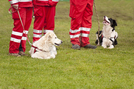 搜救犬中队的训练