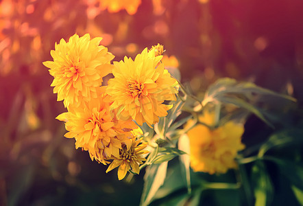花园里的黄金菊