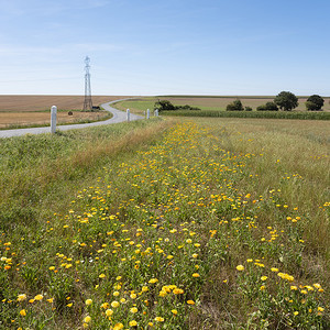 法国北部乡村景观中有机农业的花卉