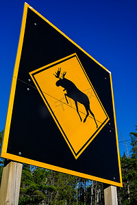 横穿摄影照片_大驼鹿横穿警告标志