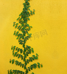 爬山虎背景墙摄影照片_在黄色墙壁上的Coatbuttons墨西哥雏菊植物