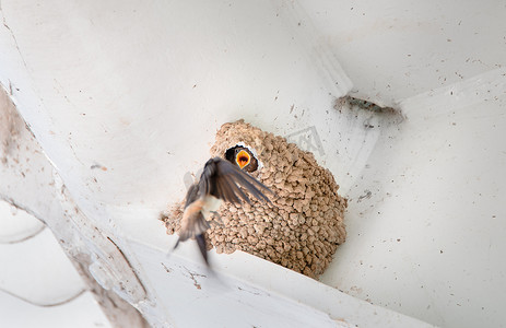 美国悬崖燕子巢，日晷桥，雷丁，加利福尼亚