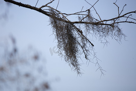 西班牙苔藓