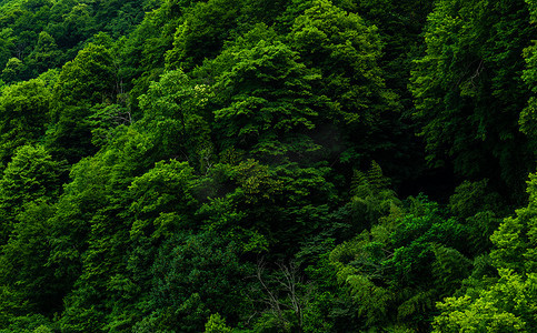 Kvariati 潮湿的热带森林