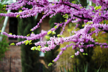 紫色的五角星摄影照片_考卡紫色开花的紫荆花植物的特写
