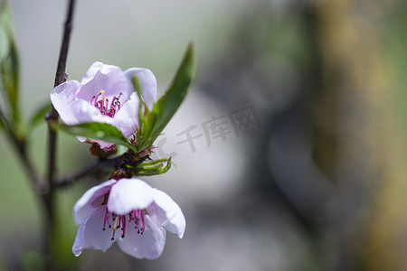 春天盛开的桃花摄影照片_桃花 3 的宏观细节