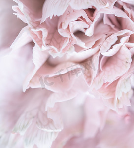 抽象花卉背景，淡粉色康乃馨花瓣。