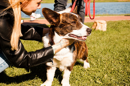 在一个阳光明媚的夏日，一个小女孩抱着一只棕色的柯基犬。