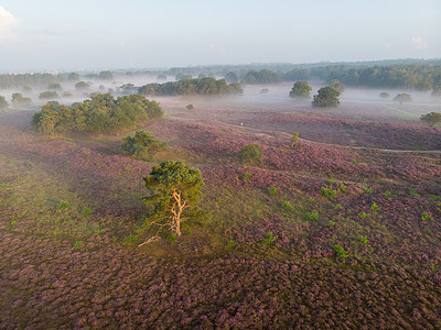 粉色弥散摄影照片_荷兰 Veluwe Zuiderheide 公园盛开的石南花田、盛开的紫粉色石南花、盛开的加热器