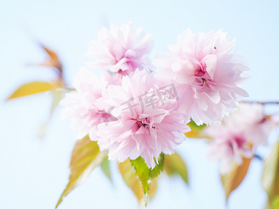 日本粉红色樱花，在树上绽放，朝光 bl