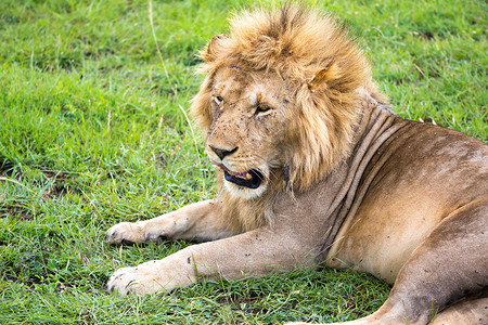 一头大狮子躺在风景中间的草地上