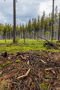 树木被砍伐摄影照片_Rudawy Janowickie 山区树木被砍伐的小林间空地