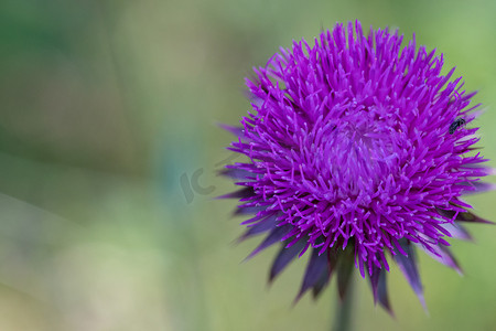 苏格兰花象征，紫蓟在内布拉斯加州的风景中特写