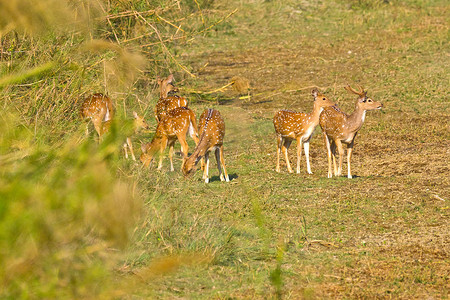 梅花鹿，Cheetal，皇家巴迪亚国家公园，尼泊尔