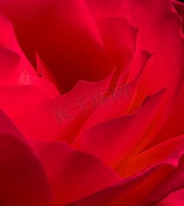 玫瑰花黑色摄影照片_植物学概念，邀请卡-柔和的焦点，抽象花卉背景，红玫瑰花。