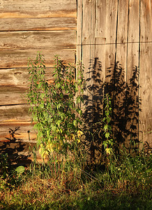 木科摄影照片_木墙背景上的益母草丛