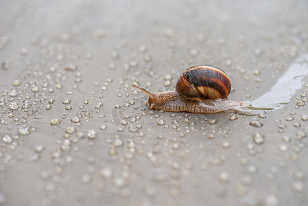 棕色蜗牛在雨滴和夕阳下的塑料薄膜上爬行。