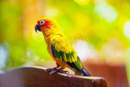 马尔代夫，一只鹦鹉鸟