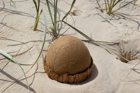 在澳大利亚昆士兰州彩虹海滩的海滩上打开椰子。