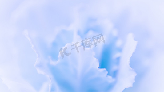 抽象花卉背景，淡蓝色康乃馨花。