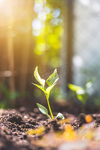 可持续发展理念：肥沃土壤中的新鲜幼苗