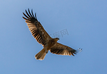 一只成年红尾秃鹰在明亮的蓝天天飞向太阳