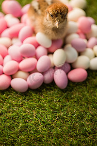粉色小鸡摄影照片_复活节彩蛋填充小鸡