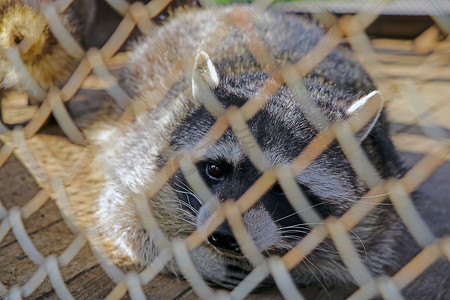 动物园门摄影照片_一只美丽的浣熊躺在动物康复中心的笼子里。