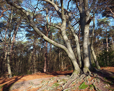 树和根摄影照片_秋季森林中山毛榉树的根和树干