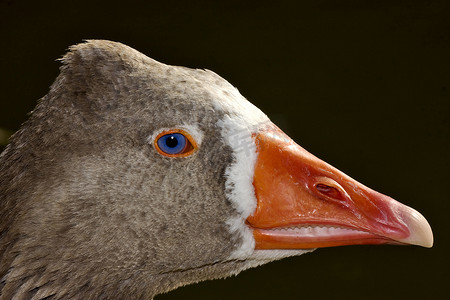 蓝眼睛的棕色鸭子