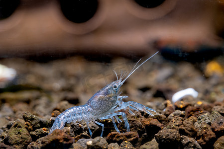 蓝龙虾摄影照片_浅蓝色小龙虾矮虾在水生土壤中寻找食物，背景有装饰。