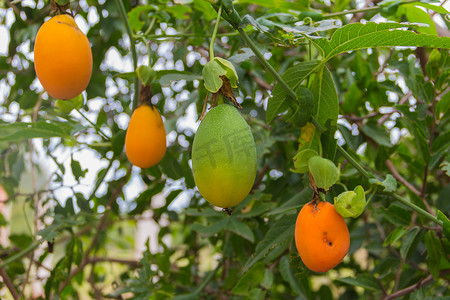 野生植物上西番莲或百香果的成熟橙色果实