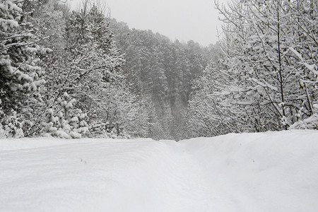 白雪覆盖的森林中的一条路