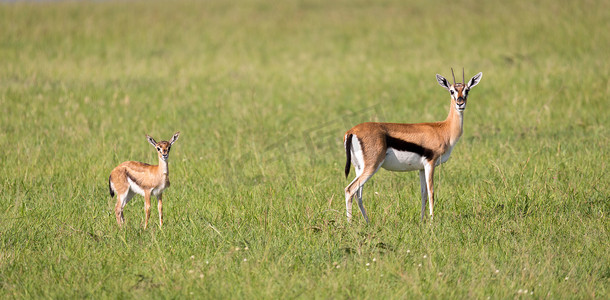 肯尼亚大草原上的汤姆森瞪羚一家
