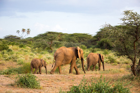 大象在植物之间的大草原上行走