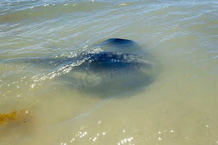 大黑黄貂鱼在西澳大利亚州哈梅林湾的浅岸游泳