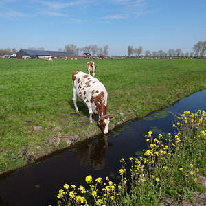 斑点黄色摄影照片_荷兰乌得勒支和豪达之间草地上的斑点牛和黄色春花