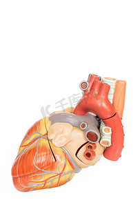 人工心脏模型侧视图