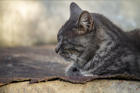 侧面猫摄影照片_灰色条纹的猫向旁边看去。在夏天质朴植被的背景下。