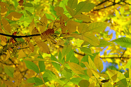 黄绿色摄影照片_秋天有黄绿色叶子的树的分支。
