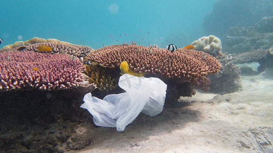 美丽的珊瑚礁被塑料袋污染。