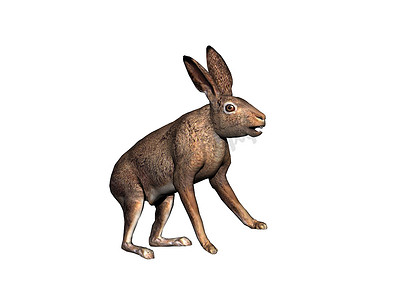 蹦蹦跳跳的耳朵松软的兔子