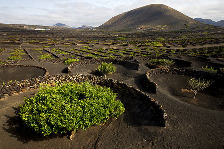 葡萄栽培摄影照片_lanzarote 西班牙 la geria 栽培 葡萄栽培 酿酒厂