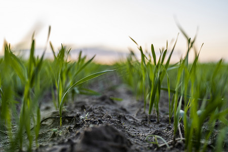 田野春天摄影照片_日落时分，关闭在田野土壤中生长的年轻绿色小麦幼苗。