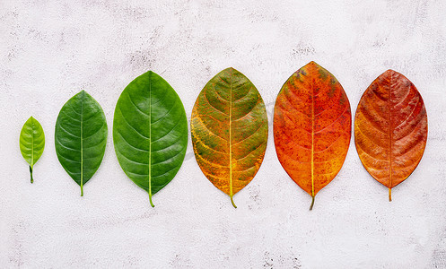 不同年龄摄影照片_不同年龄的叶子和颜色设置在白色混凝土背景上。