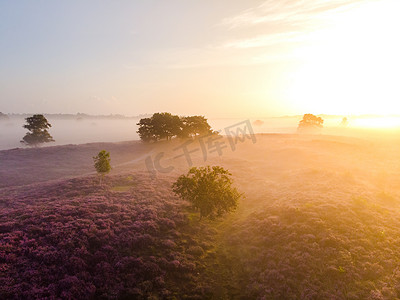 荷兰 Veluwe Zuiderheide 公园盛开的石南花田、盛开的紫粉色石南花、盛开的加热器