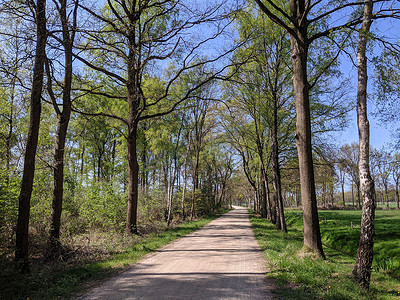 春季在 Oosterwijk 周围的碎石路